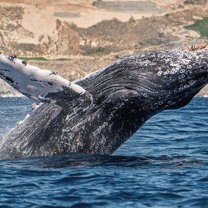 Ballena jorobada en aguas de Los Cabos