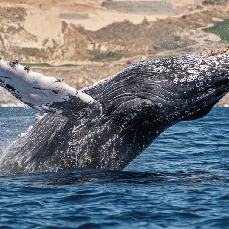 Ballena jorobada en aguas de Los Cabos