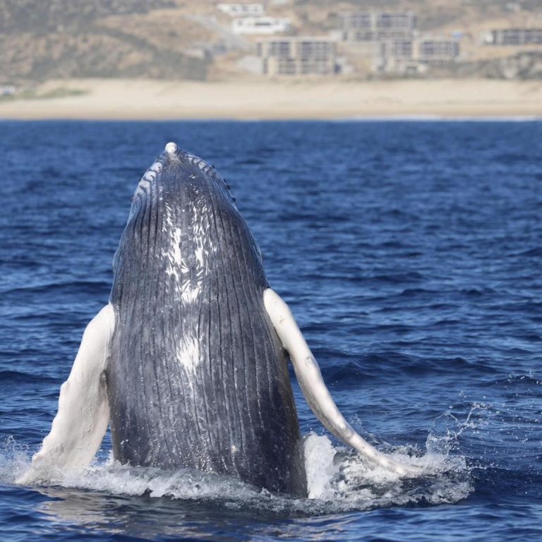 Ballena saltando