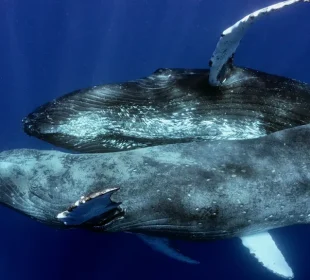 Ballenas jorobadas macho copulando