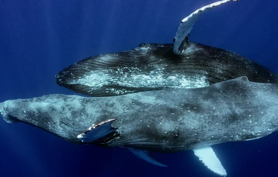 Ballenas jorobadas macho copulando