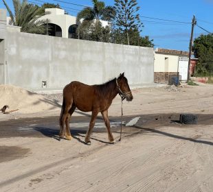 Caballito deambulando en calles