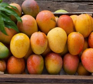 Mango cosechado en Baja California Sur se exportará a Dubái