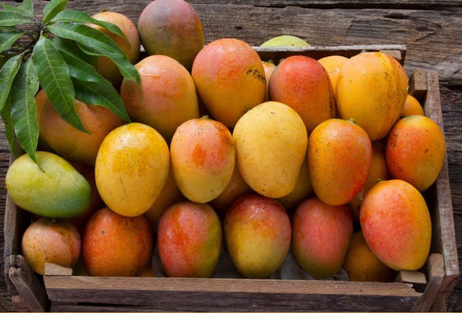 Mango cosechado en Baja California Sur se exportará a Dubái