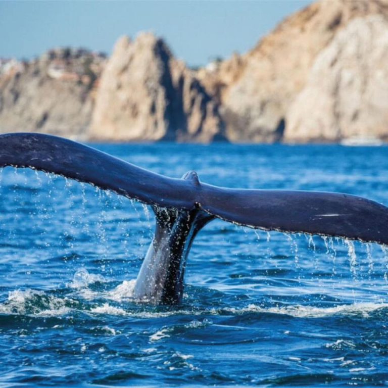 Cola de Ballena Azul saliendo del agua