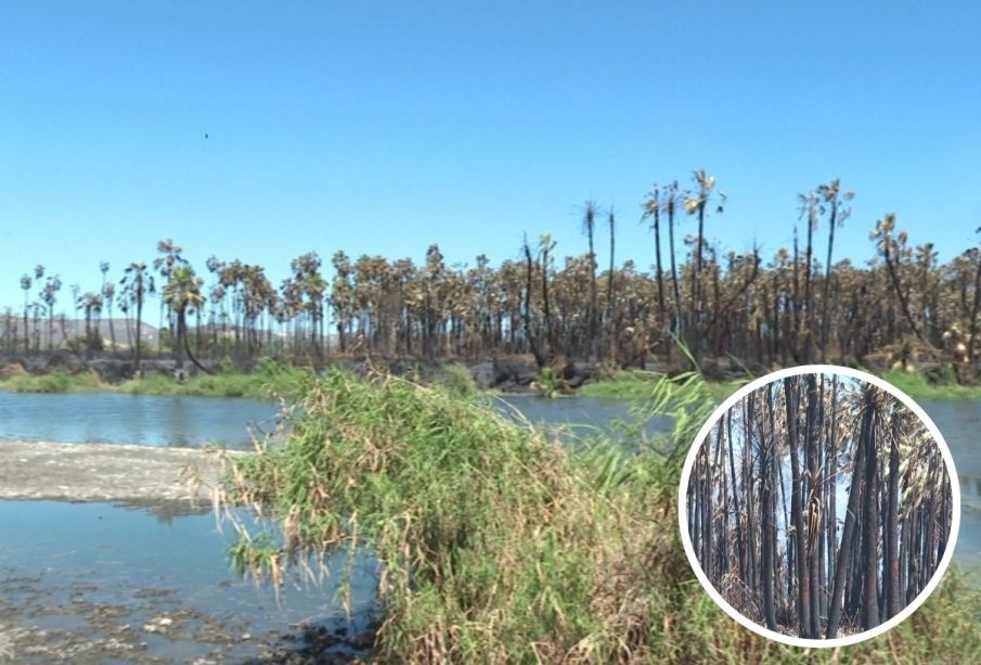 Estero de San José del Cabo