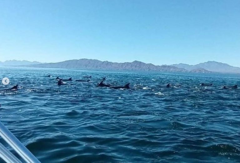 Grupo de 20 orcas en aguas de Loreto
