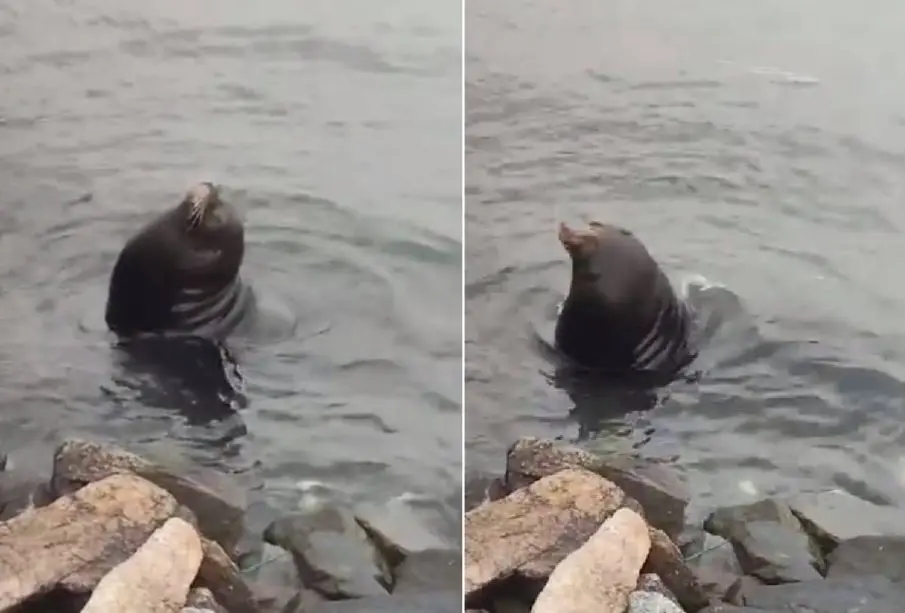 Lobo Marino Pancho bailando