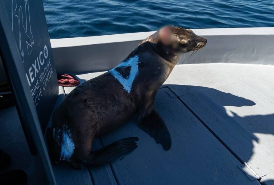 Lobo marino herido