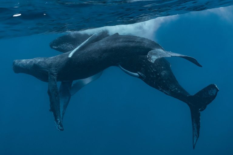 Machos de ballena jorobada apareándose