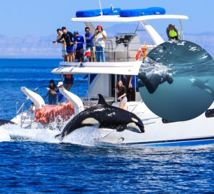 Orcas en BCS