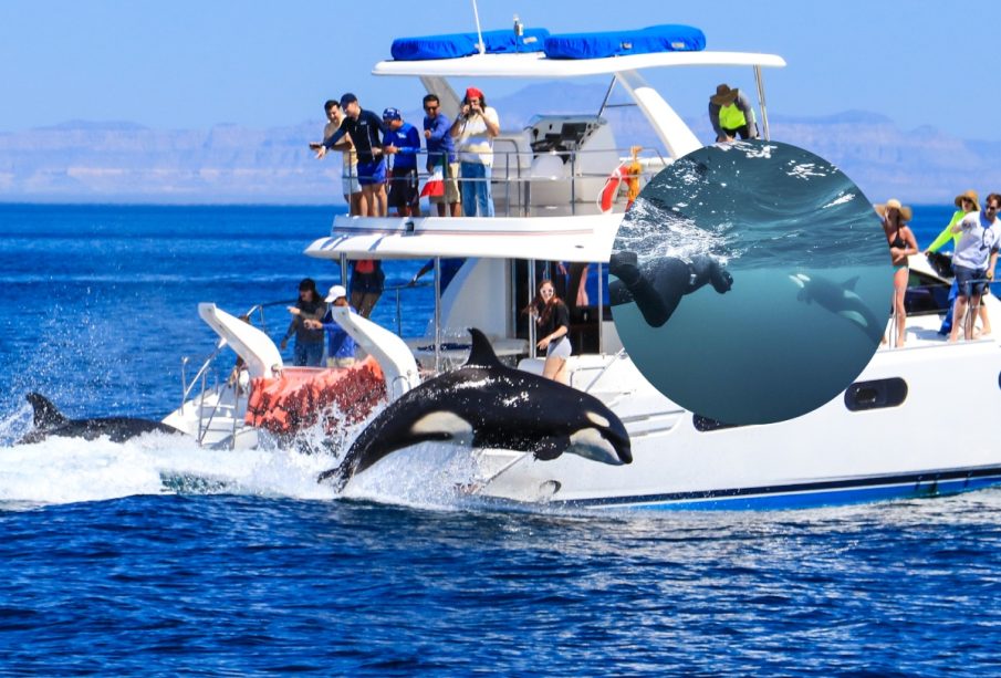 Orcas en BCS