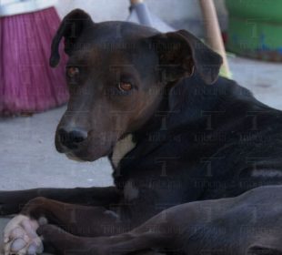 Perro acostado en el suelo