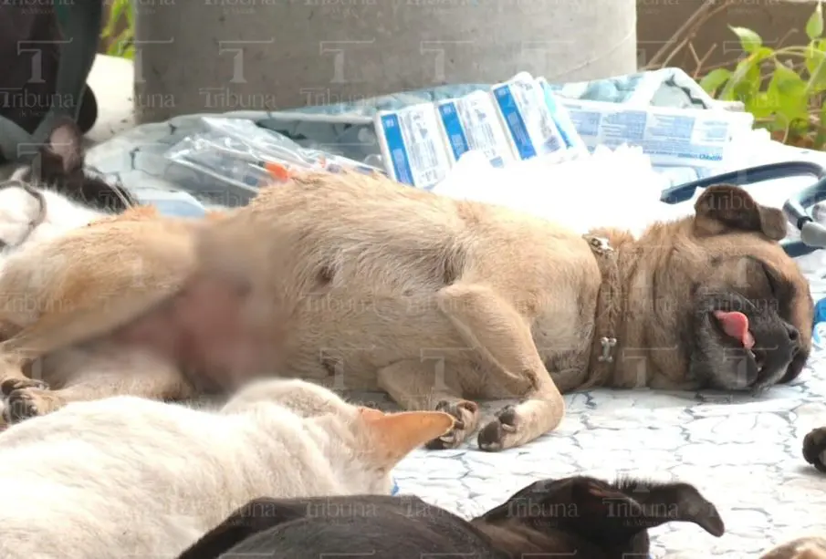 Perro esterilizado