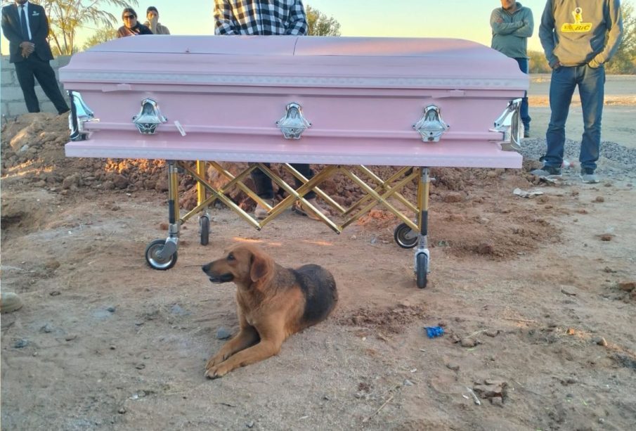 Perro junto a ataúd de su dueña