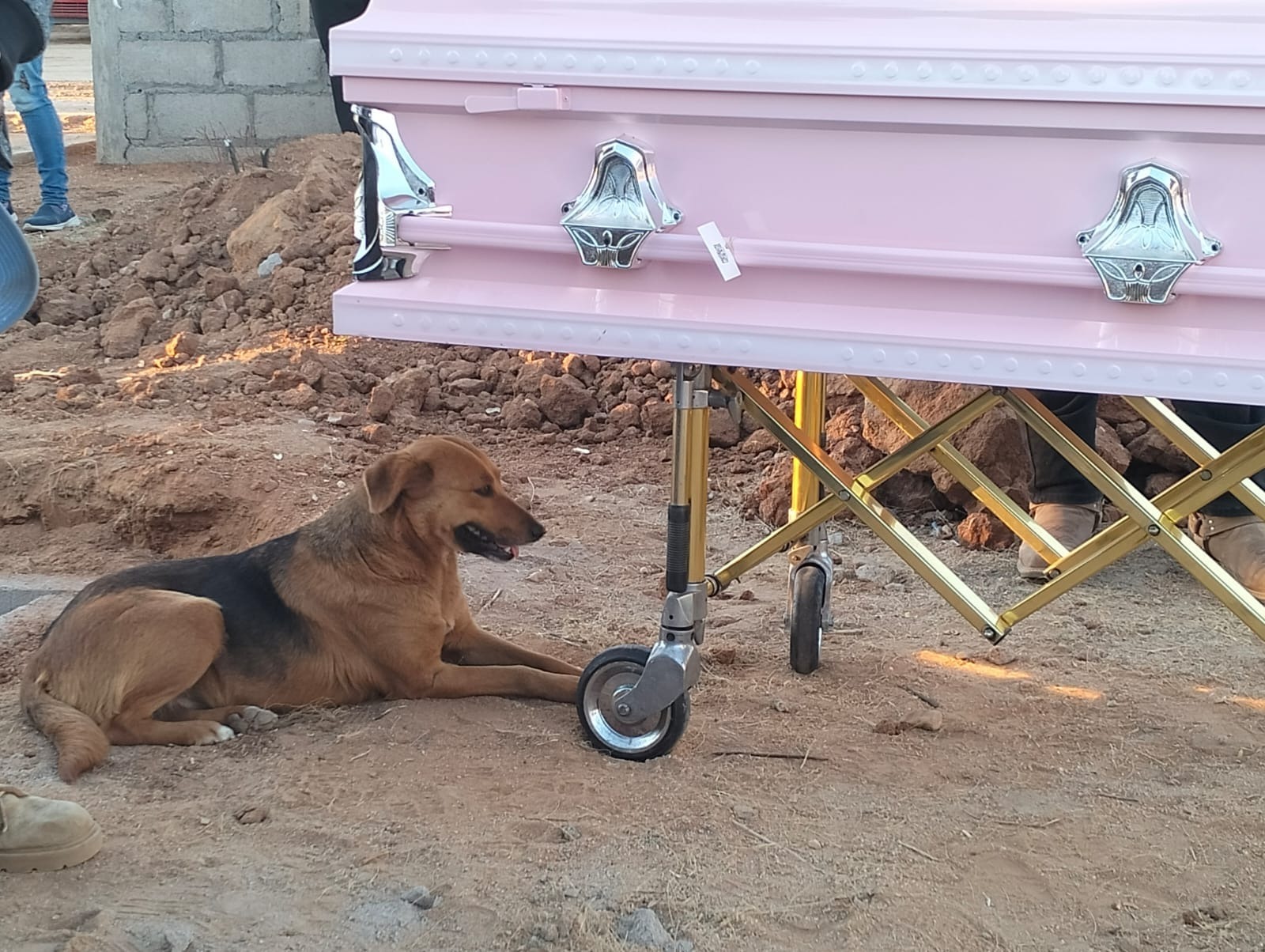 Perro junto al ataúd de Perla Julissa