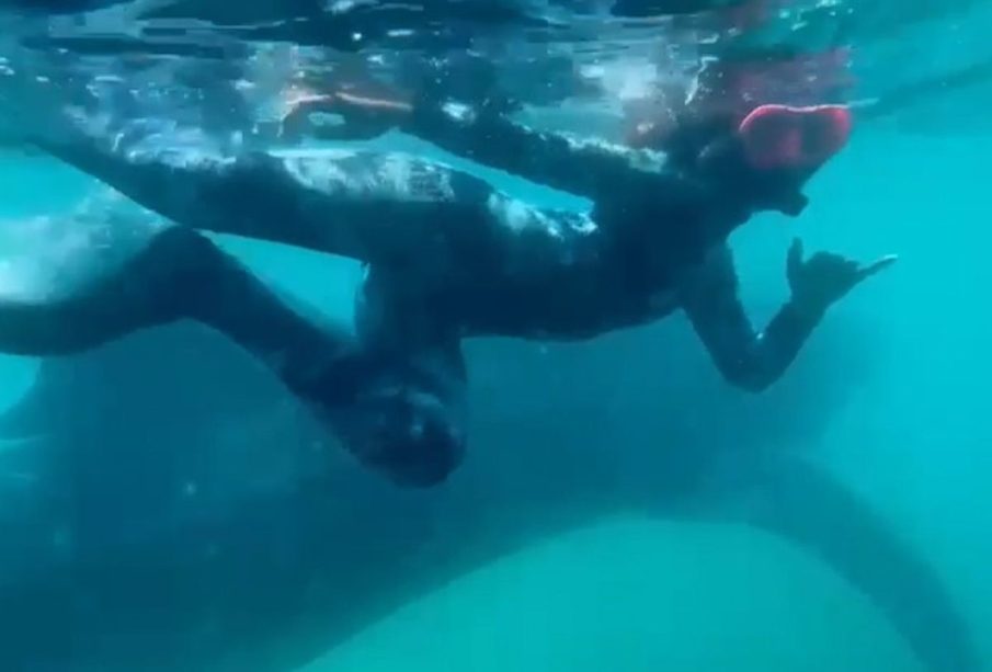 Persona nadando con tiburón ballena