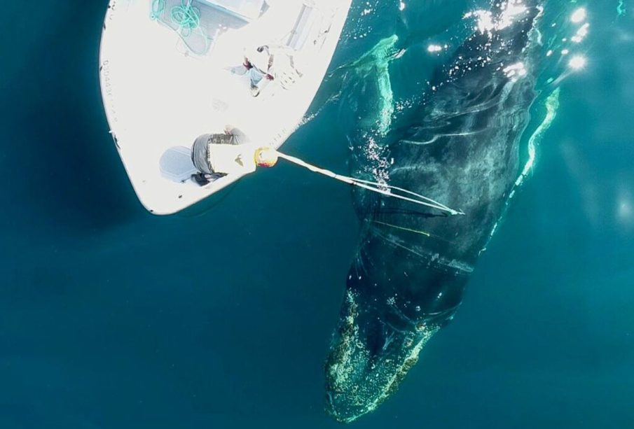 Rescate de ballena en La Paz