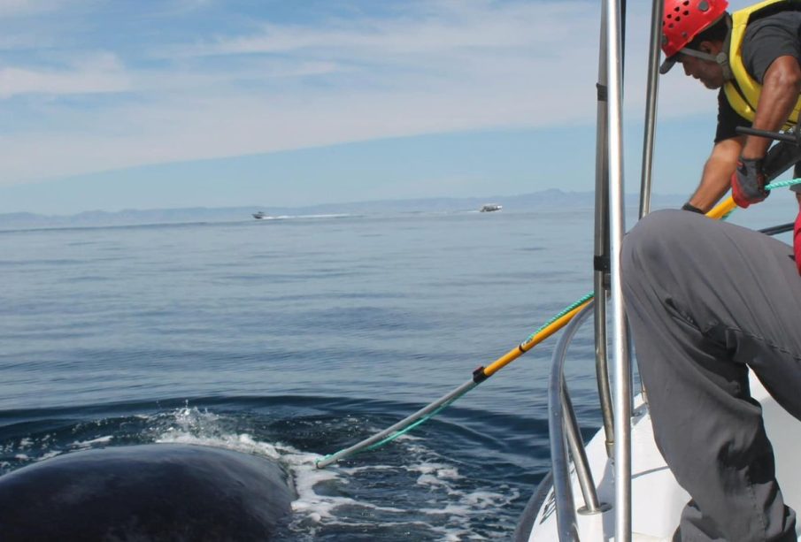 Rescate de ballena jorobada