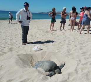 Tortugas marinas eligen Los Cabos para anidar en Semana Santa