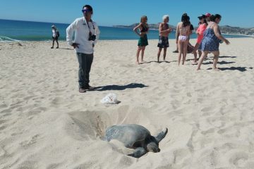 Tortugas marinas eligen Los Cabos para anidar en Semana Santa