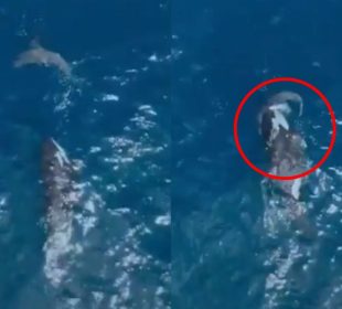 ¡Por primera vez! Captan a orca devorando sola a un tiburón (VIDEO)