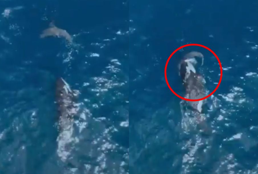 ¡Por primera vez! Captan a orca devorando sola a un tiburón (VIDEO)