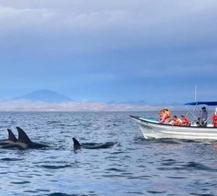 Turistas en embarcacion mirando orcas