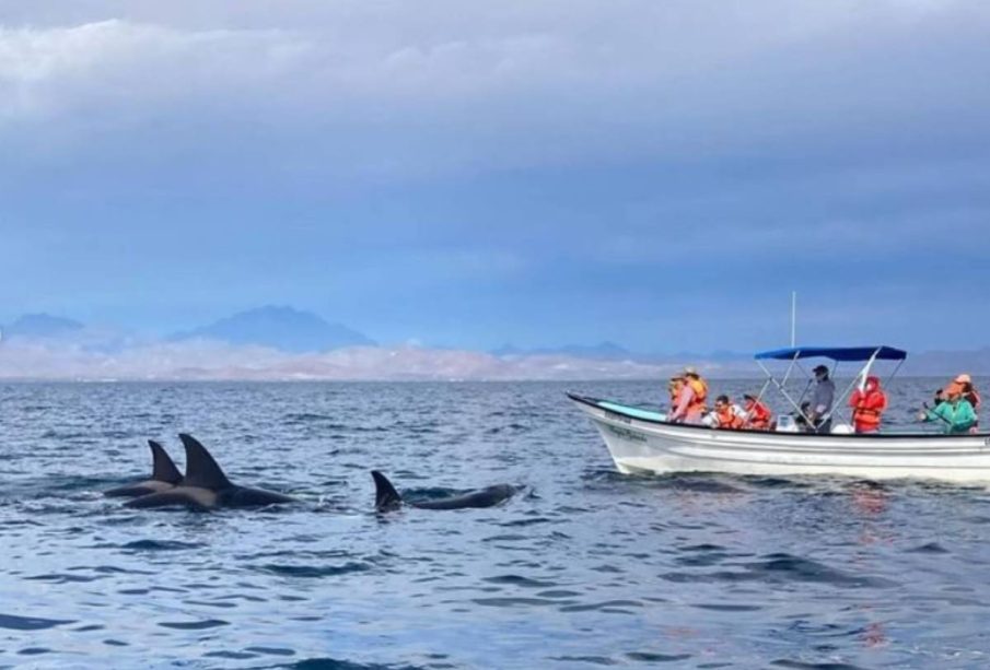 Turistas en embarcacion mirando orcas