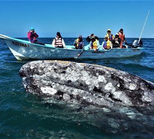 Turistas viendo ballena gris en La Paz