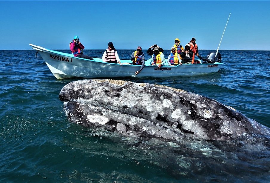 Turistas viendo ballena gris en La Paz