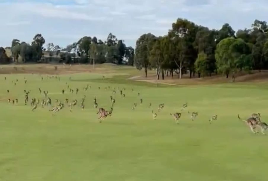 ¡Córrele! Cientos de canguros invaden un campo de golf en Australia (VIDEO)
