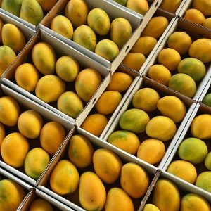 Mango cosechado en Baja California Sur se exportará a Dubái