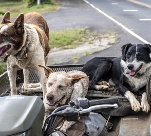 Animales de compañía pasean en un coche