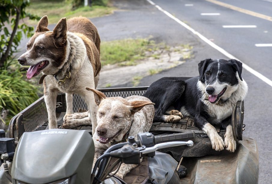 Animales de compañía pasean en un coche