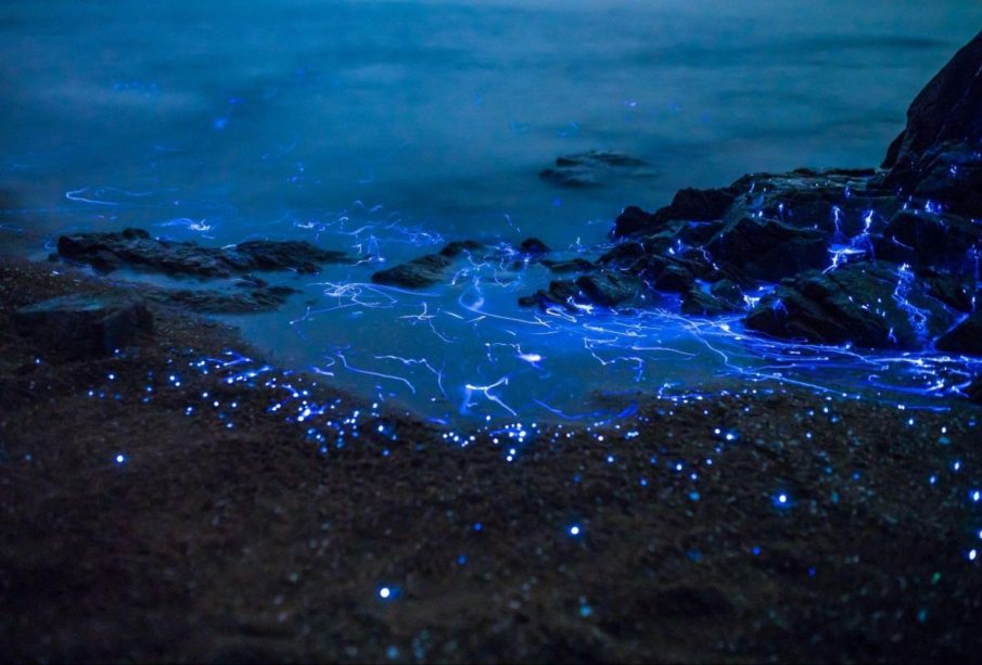 Bioluminiscencia Puerto Escondido