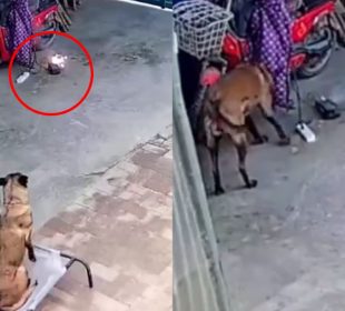 (VIDEO) Perrito evita incendio en su hogar; aseguran que es un "héroe"