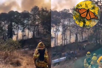 (VIDEO) Incendio consume zona protegida 'País de la Monarca' en Michoacán