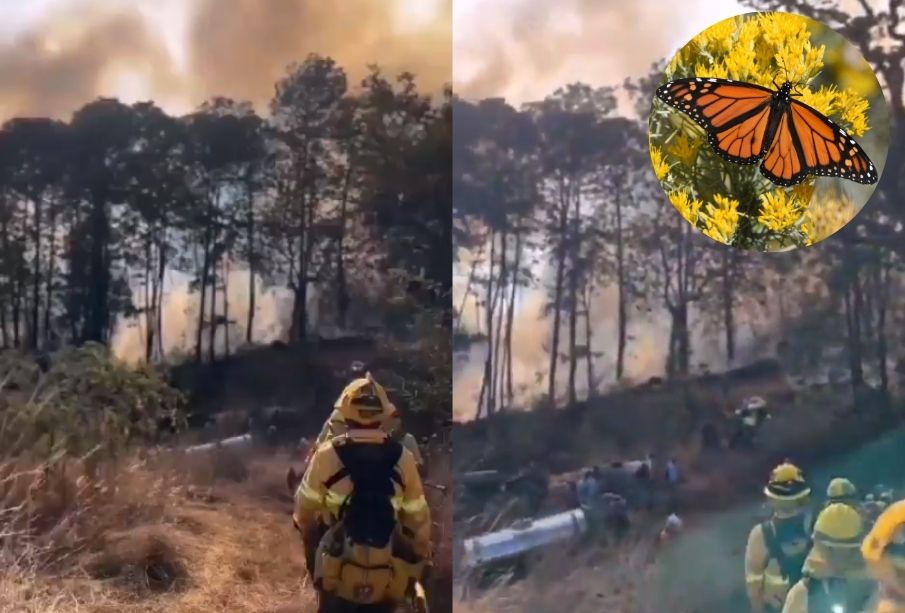 (VIDEO) Incendio consume zona protegida 'País de la Monarca' en Michoacán