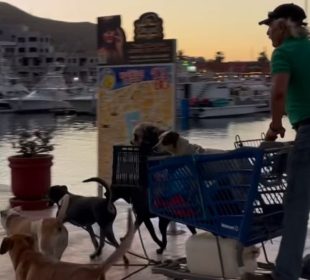Conoce la historia del "Santa Claus de Cabo": Hombre recorre calles con su "trineo" de perros