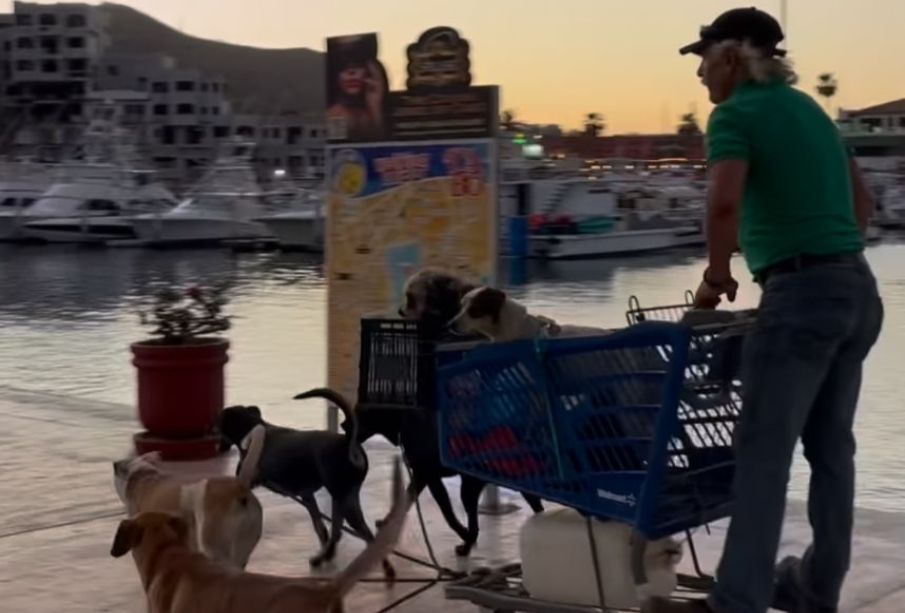 Conoce la historia del "Santa Claus de Cabo": Hombre recorre calles con su "trineo" de perros