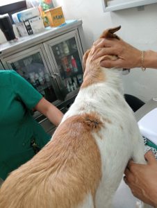 (VIDEO) Así fue el rescate a Libertad, perrita arrojada a un pozo en León, Guanajuato