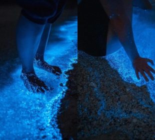 Bioluminiscencia en La Paz