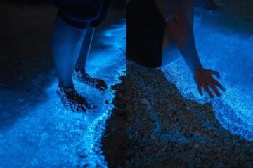 Bioluminiscencia en La Paz