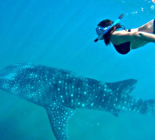 Chica nadando con triburón ballena