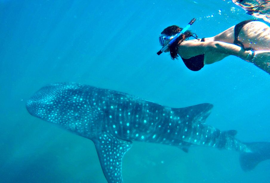 Chica nadando con triburón ballena