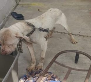 Cinco caninos fueron rescatados en Tijuana, tras sufrir maltrato