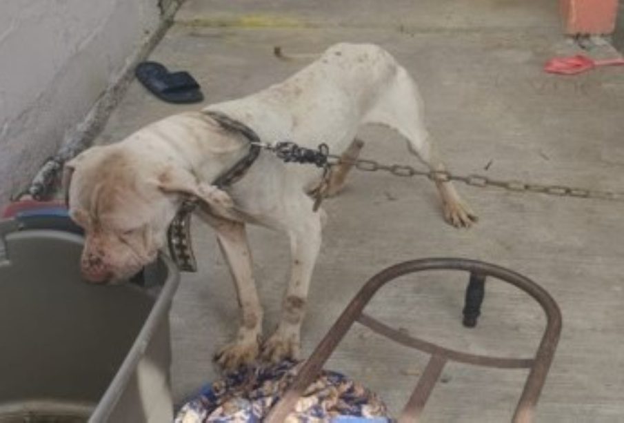 Cinco caninos fueron rescatados en Tijuana, tras sufrir maltrato
