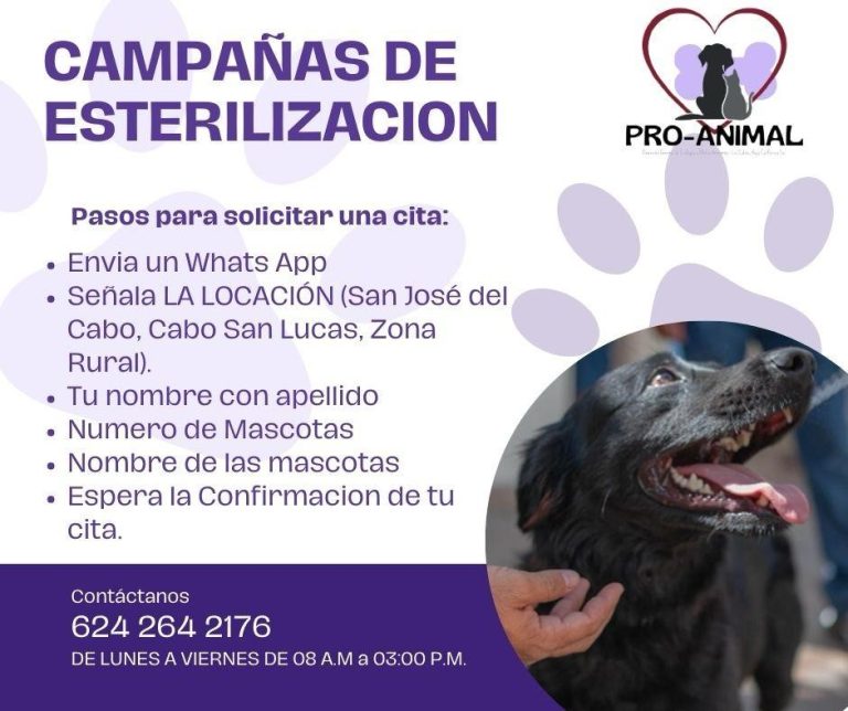 Continúa campaña de esterilización de perros y gatos 