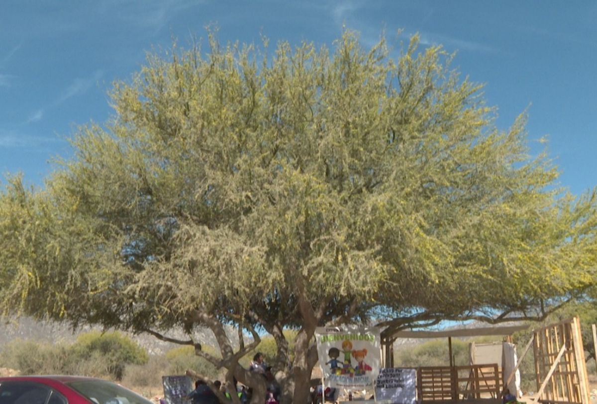 Escuela bajo un árbol